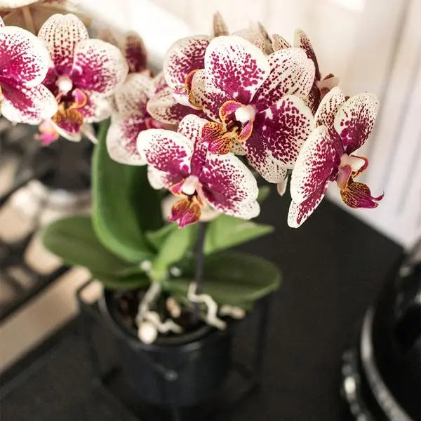 Kolibri Orchids | Geel rode phalaenopsis orchidee - Spain - potmaat Ø9cm | bloeiende kamerplant - vers van de kweker  BotanicBridge