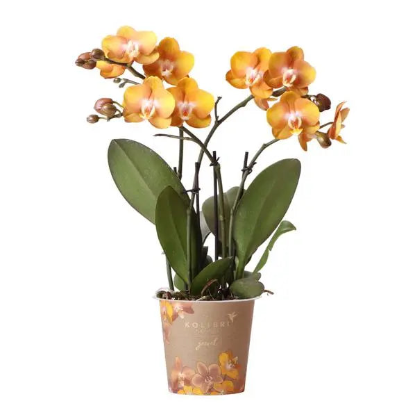 Kolibri Orchids | Oranje gouden Phalaenopsis orchidee - Jewel Las Vegas - potmaat Ø12cm | bloeiende kamerplant - vers van de kweker  BotanicBridge