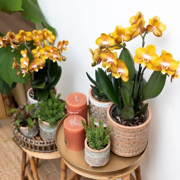 Kolibri Orchids | Oranje gouden Phalaenopsis orchidee - Jewel Las Vegas - potmaat Ø12cm | bloeiende kamerplant - vers van de kweker  BotanicBridge