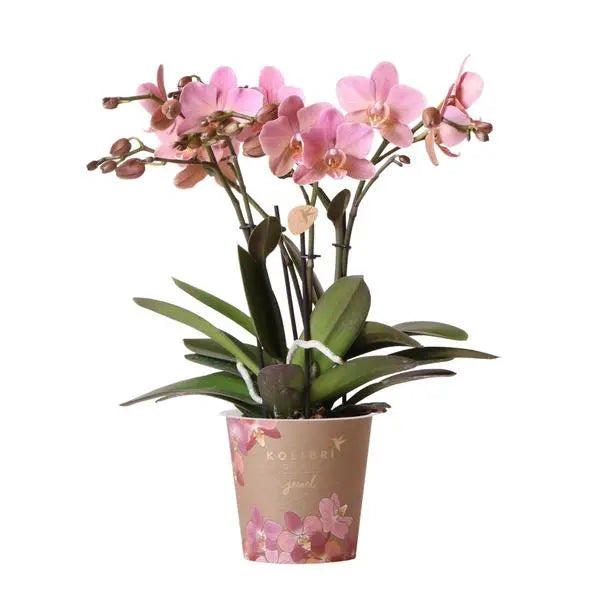 Kolibri Orchids | Oudroze Phalaenopsis orchidee - Jewel Treviso - potmaat Ø12cm | bloeiende kamerplant - vers van de kweker  BotanicBridge