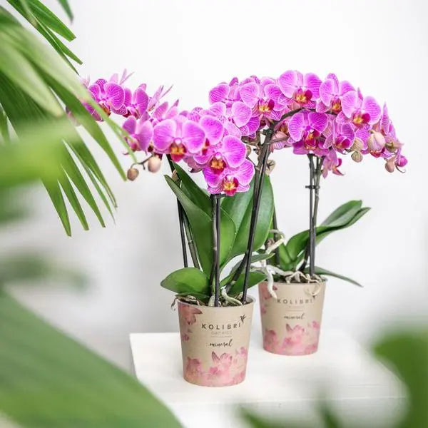 Kolibri Orchids | Paars/ roze Phalaenopsis orchidee - Mineral Vienna - potmaat Ø9cm | bloeiende kamerplant - vers van de kweker  BotanicBridge