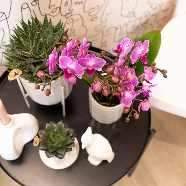 Kolibri Orchids | Paars/ roze Phalaenopsis orchidee - Mineral Vienna - potmaat Ø9cm | bloeiende kamerplant - vers van de kweker  BotanicBridge