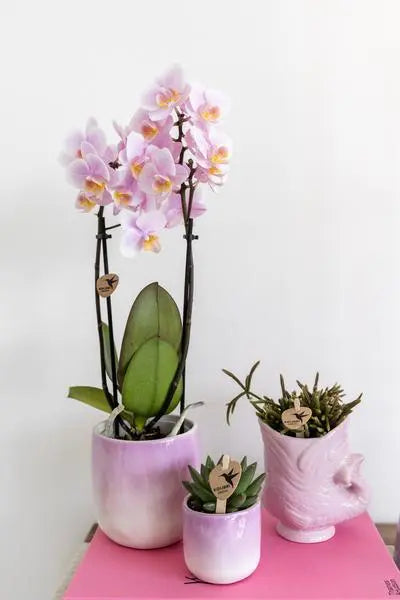 Kolibri Orchids | Roze phalaenopsis orchidee - Andorra - potmaat Ø9cm | bloeiende kamerplant - vers van de kweker  BotanicBridge