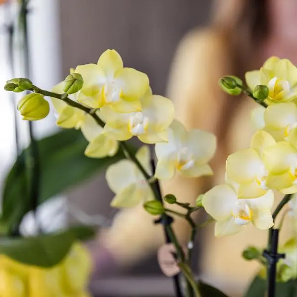 Kolibri Orchids | gele Phalaenopsis orchidee - Mexico + Citrus sierpot yellow - potmaat Ø9cm | bloeiende kamerplant - vers van de kweker  BotanicBridge