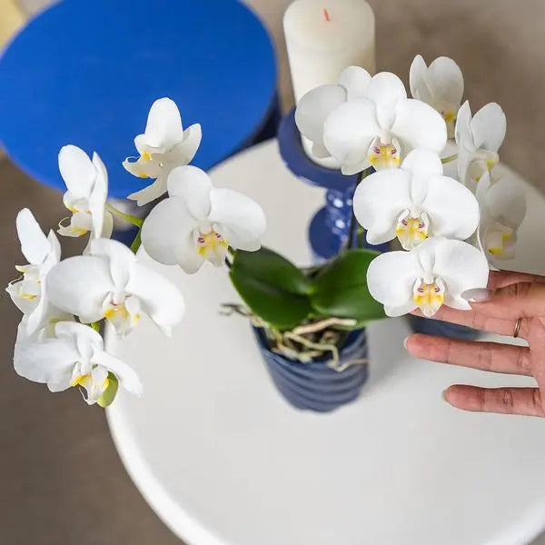 Kolibri Orchids | witte Phalaenopsis orchidee - Amabilis - potmaat Ø9cm | bloeiende kamerplant - vers van de kweker  BotanicBridge