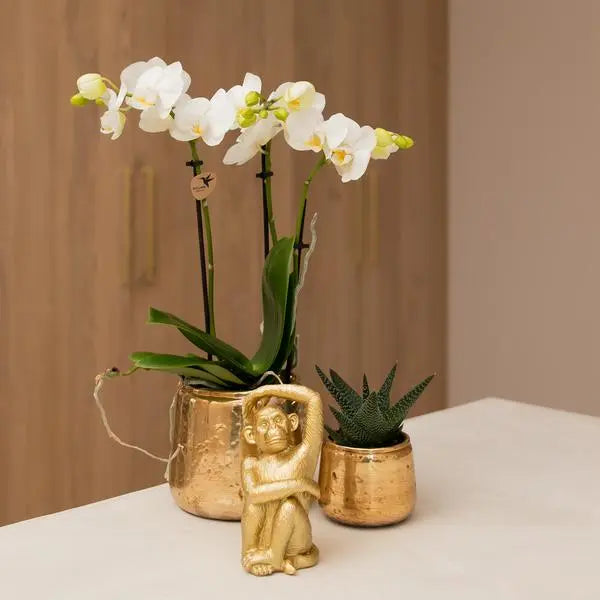 Kolibri Orchids | witte Phalaenopsis orchidee - Amabilis - potmaat Ø9cm | bloeiende kamerplant - vers van de kweker  BotanicBridge