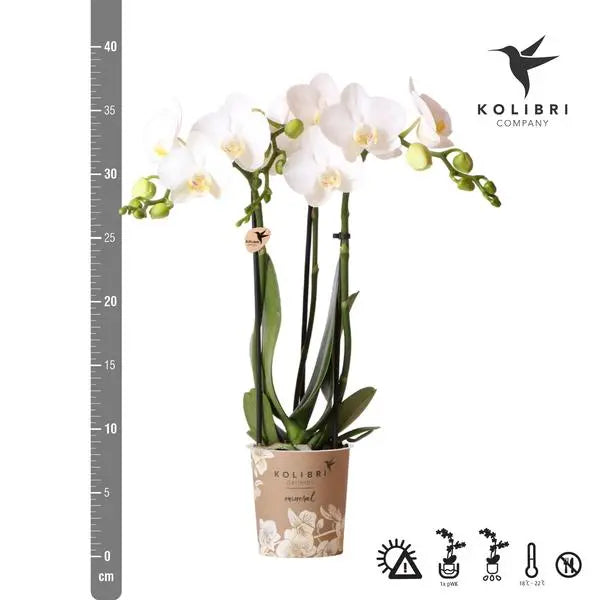 Kolibri Orchids | witte Phalaenopsis orchidee - Amabilis - potmaat Ø9cm | bloeiende kamerplant - vers van de kweker  BotanicBridge