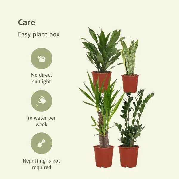 Makkelijke plantenbox - 4 kamerplanten - Diverse hoogtes - Ø14-Ø17  BotanicBridge