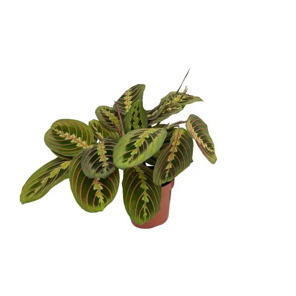 Maranta Fascinator (Pijlwortel) - Ø12cm - ↕20cm  BotanicBridge