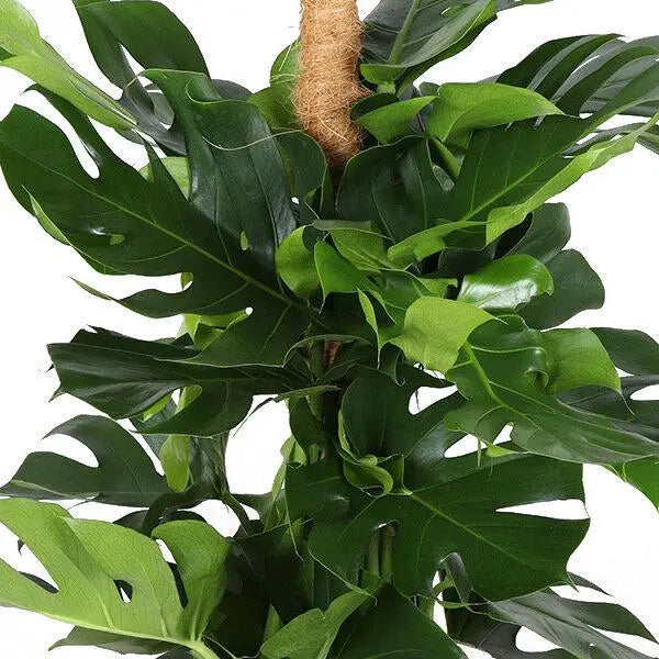 Monstera Deliciosa MOSSTOK - Ø27cm - ↕150cm  BotanicBridge