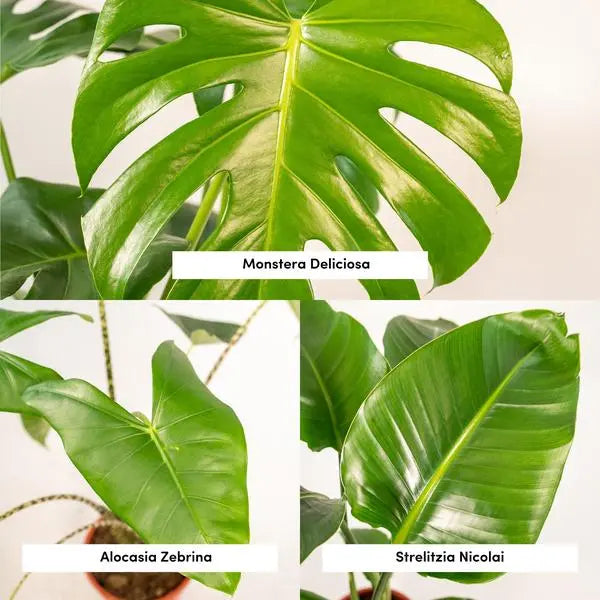 Monstera Deliciosa - Ø21cm - ↕75cm + Alocasia Zebrina - Ø19cm - ↕75cm + Strelitzia Nicolai - Ø19cm - ↕85cm  BotanicBridge