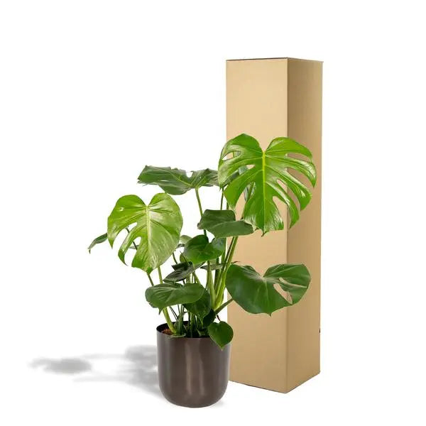 Monstera Deliciosa- ↨80cm - Ø21cm + Pot Mayk Lead  BotanicBridge