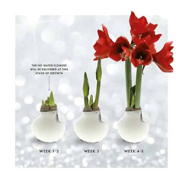 No Water Flowers® (wax amaryllis) | Fashionz Animal - Leopard + Red flower  BotanicBridge