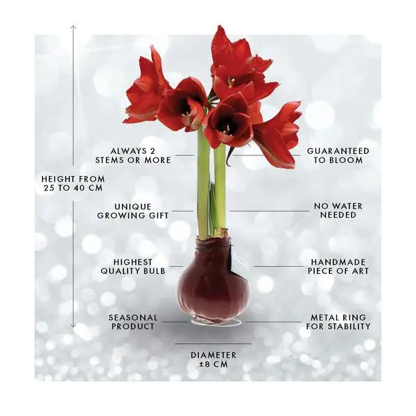 No Water Flowers® (wax amaryllis) | Fashionz Cozy Fluffy - Grey + Red flower  BotanicBridge