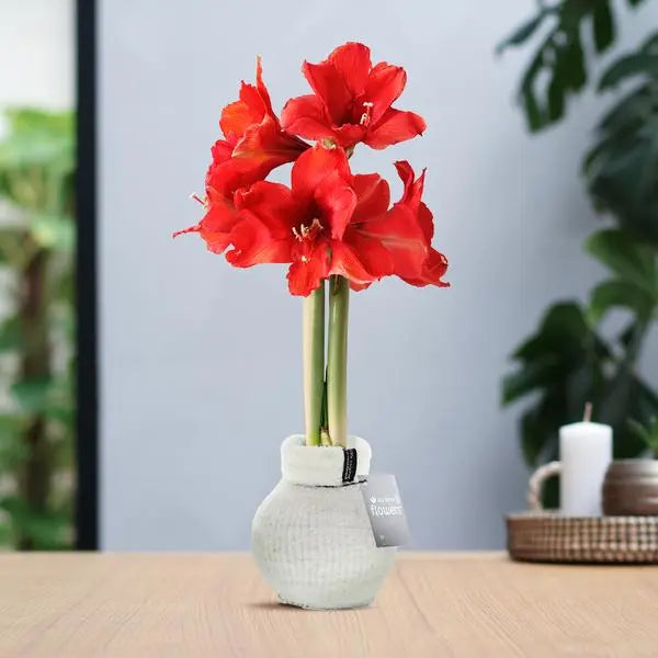 No Water Flowers® (wax amaryllis) | Fashionz Cozy Fluffy - White + Red flower  BotanicBridge