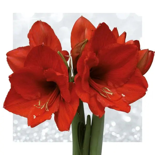 No Water Flowers® (wax amaryllis) | Fashionz Cozy Fluffy - White + Red flower  BotanicBridge