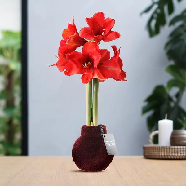 No Water Flowers® (wax amaryllis) | Fashionz Cozy Teddy - Bordeaux + Red flower  BotanicBridge