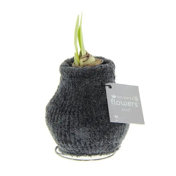 No Water Flowers® (wax amaryllis) | Fashionz Cozy Teddy - Dark Grey + Red flower  BotanicBridge