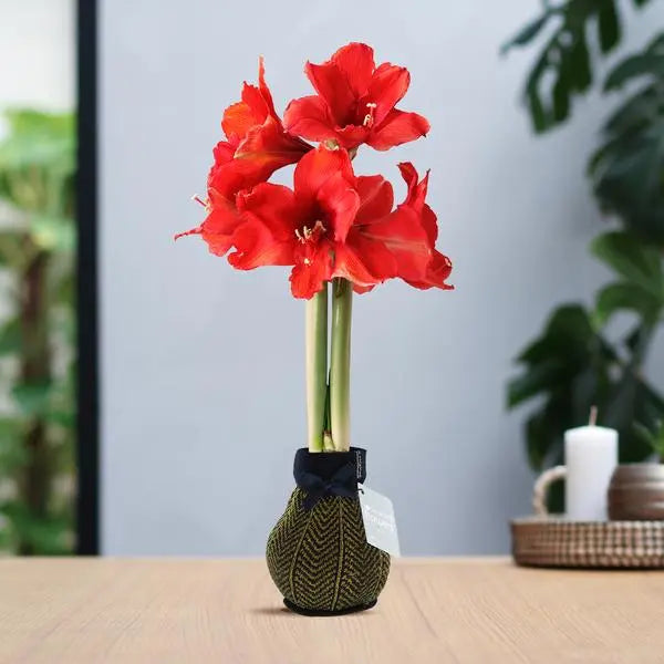 No Water Flowers® (wax amaryllis) | Fashionz Elegant - Gold + Red flower  BotanicBridge