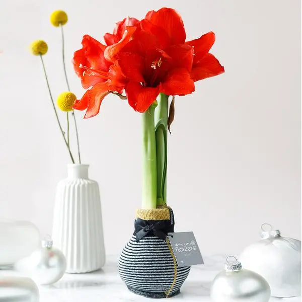 No Water Flowers® (wax amaryllis) | Fashionz Elegant - Silver + Red flower  BotanicBridge