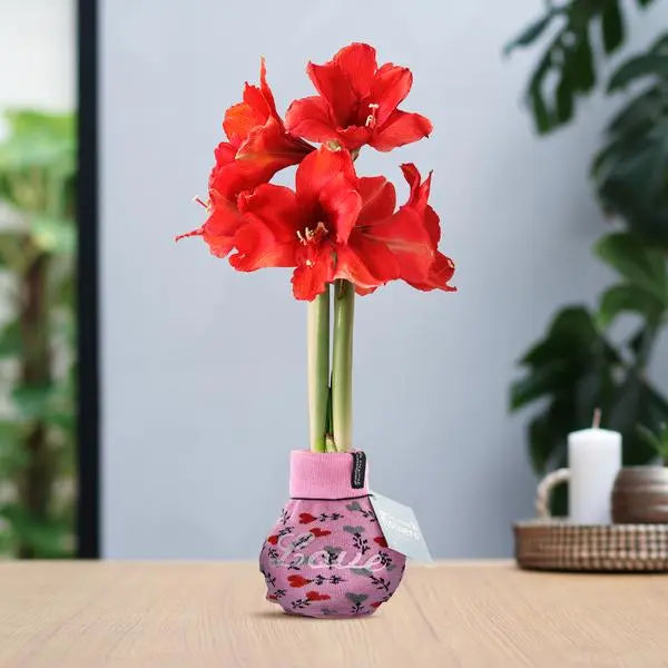 No Water Flowers® (wax amaryllis) | Fashionz Love - Pink + Red flower  BotanicBridge