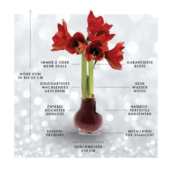 No Water Flowers® (wax amaryllis) | Fashionz Patternz Shine - Black + Red flower  BotanicBridge