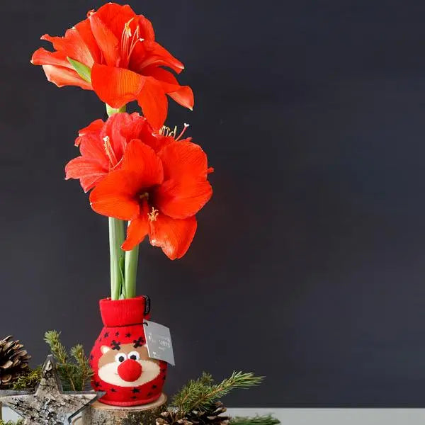 No Water Flowers® (wax amaryllis) | Fashionz Xmas Fun Classic - Reindeer + Red flower  BotanicBridge