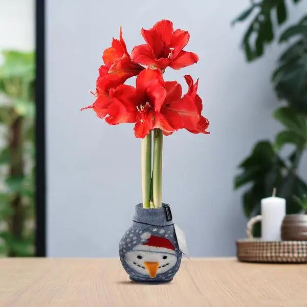 No Water Flowers® (wax amaryllis) | Fashionz Xmas Fun Classic - Snowman + Red flower  BotanicBridge