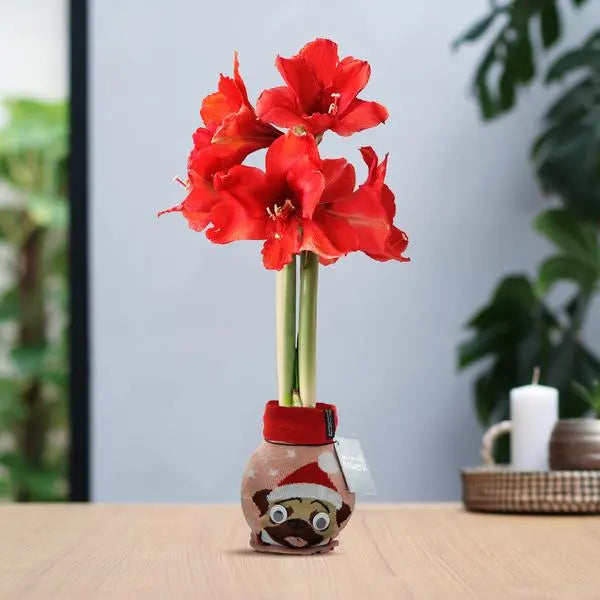 No Water Flowers® (wax amaryllis) | Fashionz Xmas Fun Silly - Dog + Red flower  BotanicBridge