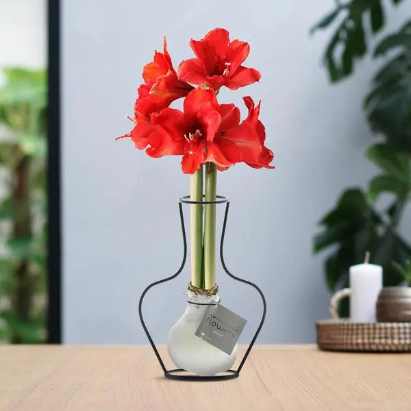 No Water Flowers® (wax amaryllis) | Formz Classic - White + Red flower  BotanicBridge