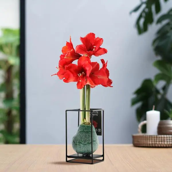 No Water Flowers® (wax amaryllis) | Formz Industrial - Green + Red flower  BotanicBridge