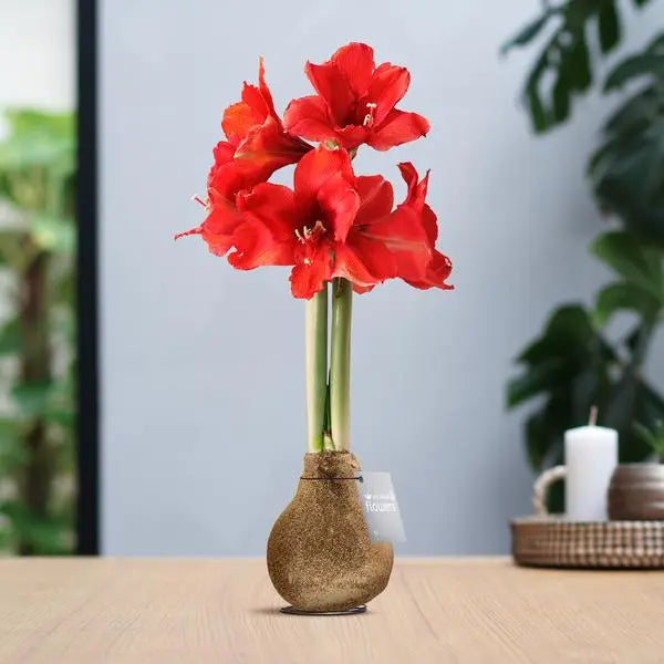 No Water Flowers® (wax amaryllis) | Glitterz® - Champagne + Red flower  BotanicBridge