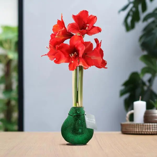 No Water Flowers® (wax amaryllis) | Glitterz® - Green + Red flower  BotanicBridge