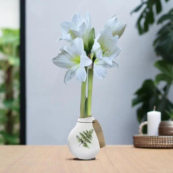 No Water Flowers® (wax amaryllis) | Naturalz Botanical - Fern + White flower  BotanicBridge