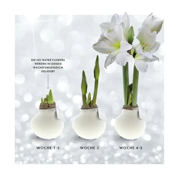 No Water Flowers® (wax amaryllis) | Naturalz Botanical - Monstera + White flower  BotanicBridge