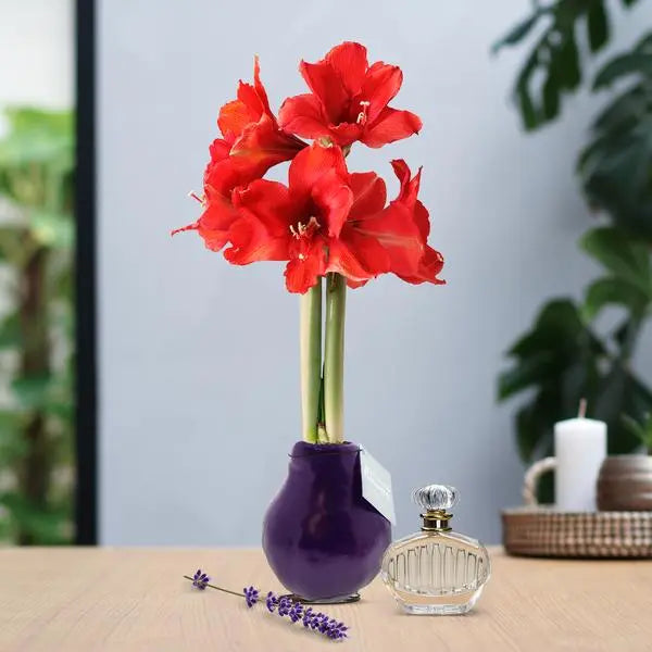 No Water Flowers® (wax amaryllis) | Parfumz - Lavender + Red flower  BotanicBridge