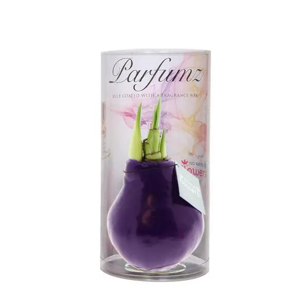 No Water Flowers® (wax amaryllis) | Parfumz - Lavender + Red flower  BotanicBridge