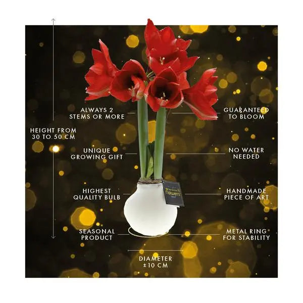 No Water Flowers® (wax amaryllis) | Univerz Jupiter - Black + Red flower  BotanicBridge