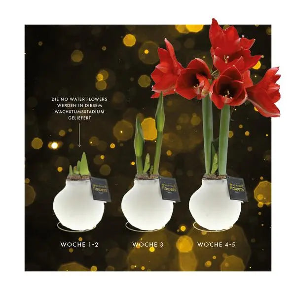 No Water Flowers® (wax amaryllis) | Univerz Jupiter - Brown + Red flower  BotanicBridge