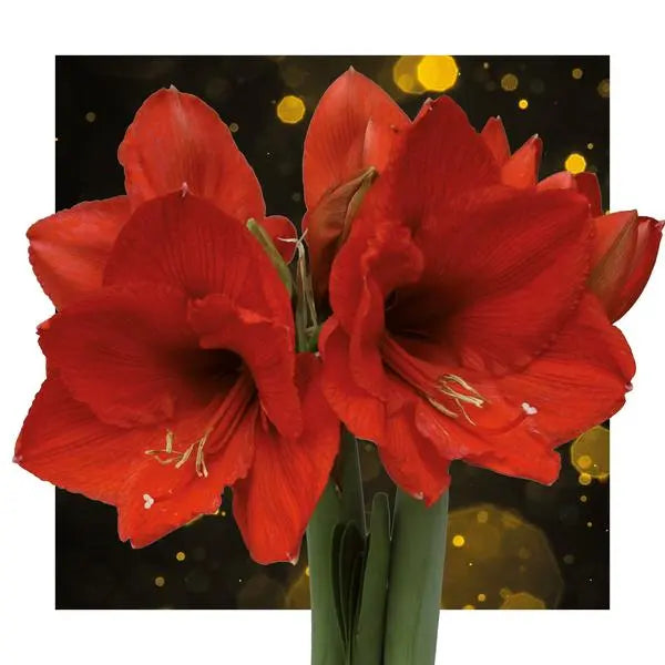 No Water Flowers® (wax amaryllis) | Univerz Saturnus - Green + Red flower  BotanicBridge