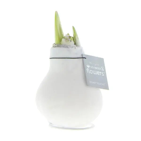 No Water Flowers® (wax amaryllis) | Velvet Touchz® - White + White flower  BotanicBridge