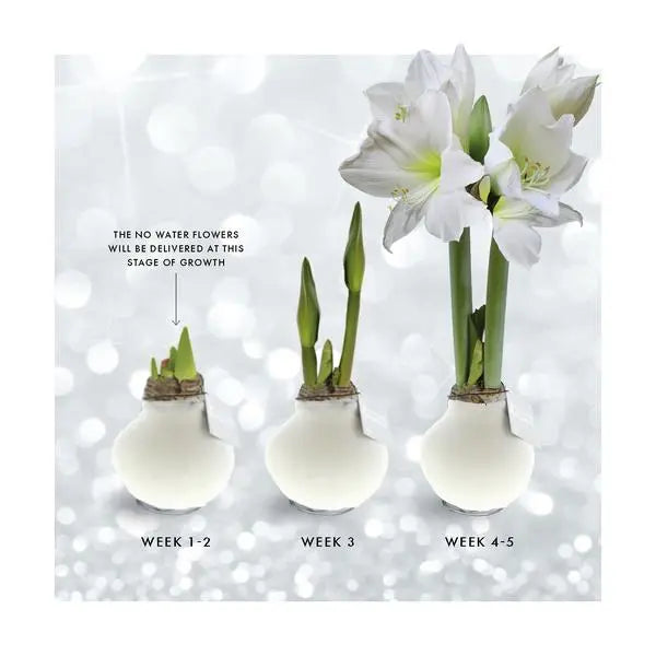 No Water Flowers® (wax amaryllis) | Velvet Touchz® - White + White flower  BotanicBridge