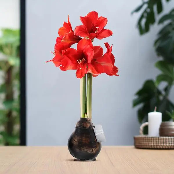 No Water Flowers® (wax amaryllis) | Waxz® Antiquez - Copper + Red flower  BotanicBridge