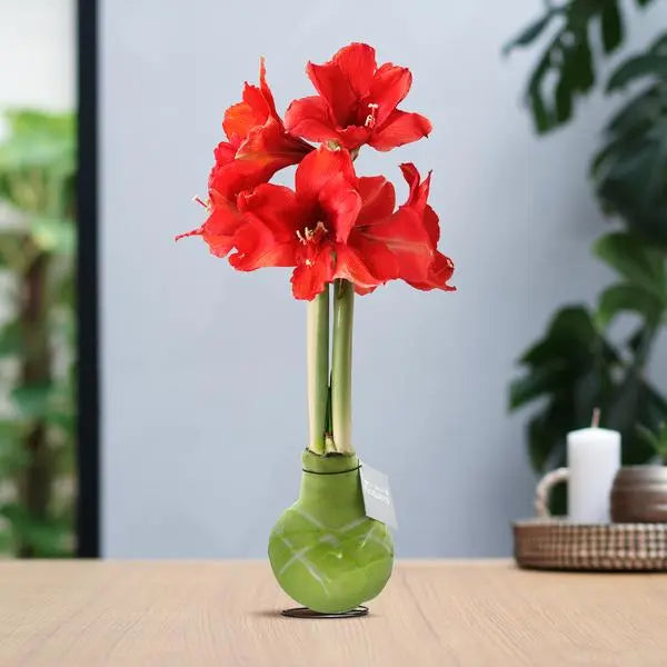 No Water Flowers® (wax amaryllis) | Waxz® Art Monet - Pastel Green + Red flower  BotanicBridge