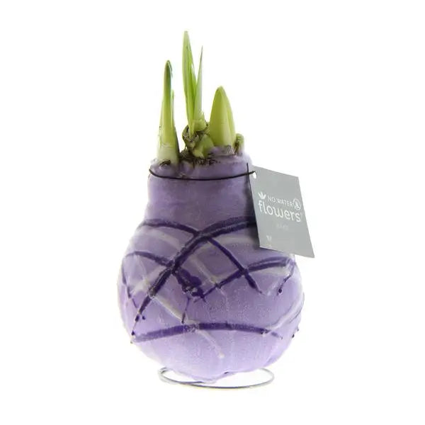 No Water Flowers® (wax amaryllis) | Waxz® Art Monet - Pastel Purple + Red flower  BotanicBridge