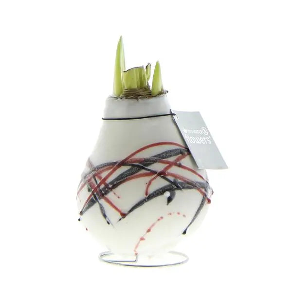 No Water Flowers® (wax amaryllis) | Waxz® Art van Gogh - White + Red flower  BotanicBridge