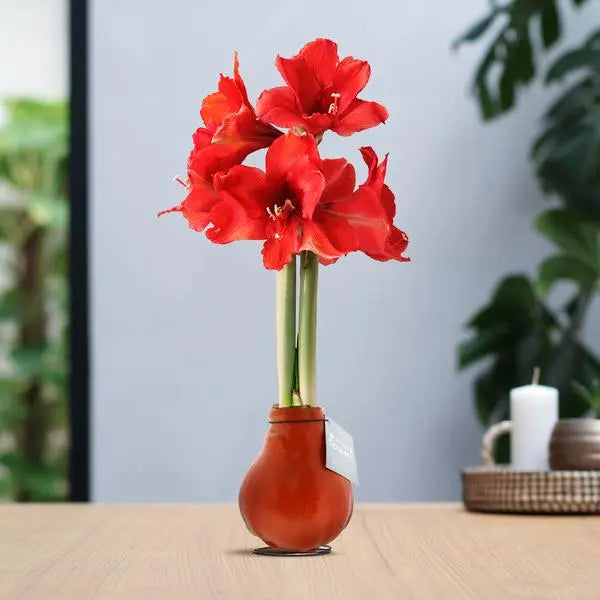 No Water Flowers® (wax amaryllis) | Waxz® Colours - Orange + Red flower  BotanicBridge