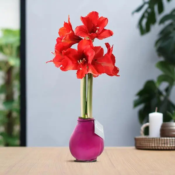 No Water Flowers® (wax amaryllis) | Waxz® Colours - Pink + Red flower  BotanicBridge