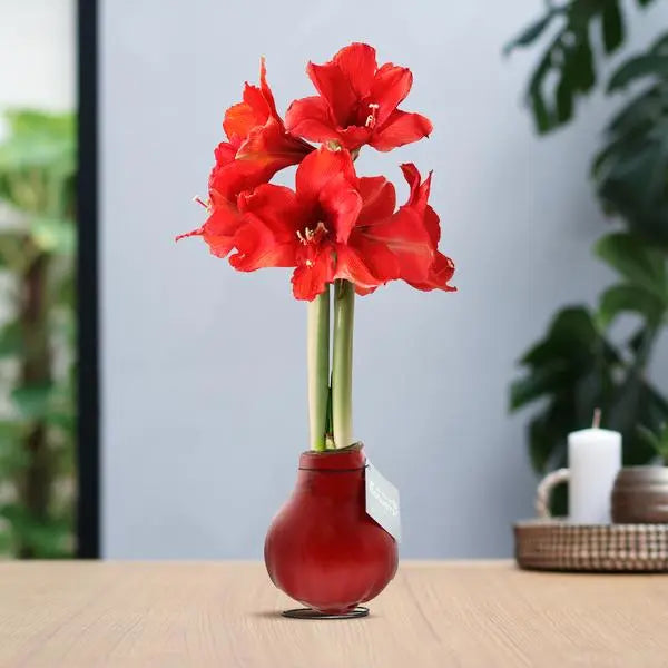 No Water Flowers® (wax amaryllis) | Waxz® Colours - Red + Red flower  BotanicBridge