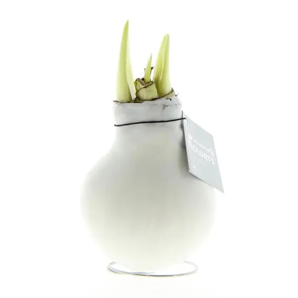 No Water Flowers® (wax amaryllis) | Waxz® Colours - White + White flower  BotanicBridge